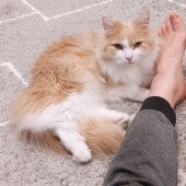 猫の「対応の差」に関するアンケート