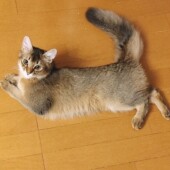 猫の「好きな人のタイプ」に関するアンケート