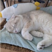 猫用ベッドより段ボール箱を好む猫の行動に関するアンケート