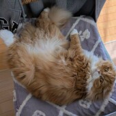 猫の変わったクセに関するアンケート