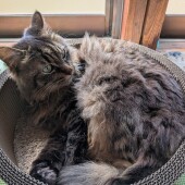 猫のポーズに関するアンケート