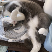 猫のイタズラに関するアンケート