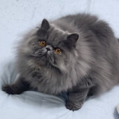 カーテンをつたって登る猫に関するアンケート