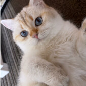 おもちゃを隠す猫に関するアンケート