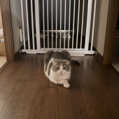 ドアを開けたがる猫に関するアンケート