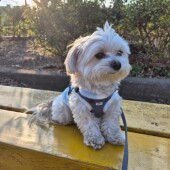 飼い主さんが怒っているときの犬の反応に関するアンケート