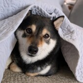 ゴハンの時間を覚えている犬に関するアンケート