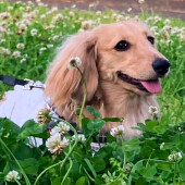 愛犬が反応する言葉に関するアンケート