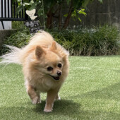 飼い主さんを気遣う犬に関するアンケート