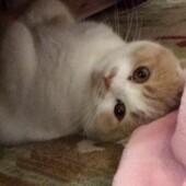 飼い主さんの荷持のニオイを確認する猫に関するアンケート