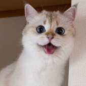 猫が一緒に遊びたいと思う人に関するアンケート