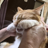 愛猫からの“おみやげ”に関するアンケート