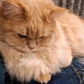 猫と飼い主さんの距離感に関するアンケート