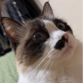 猫が比較的早く慣れる人に関するアンケート