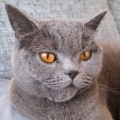 寝起き猫が最初に近づく人に関するアンケート