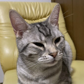 猫が甘噛みする人に関するアンケート