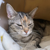 飼い主さんの布団でくつろぐ猫に関するアンケート