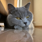 猫の早起きに関するアンケート