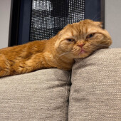 猫を賢いと感じる瞬間に関するアンケート