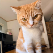 急に機嫌が変わる猫に関するアンケート