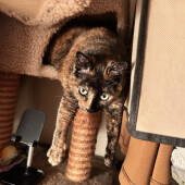 飼い主さんの気をひこうとする猫に関するアンケート