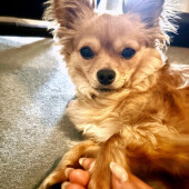 ニオイの強いものに反応する犬に関するアンケート