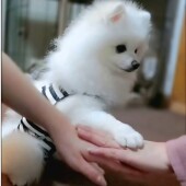 地面に体をこすりつける犬に関するアンケート