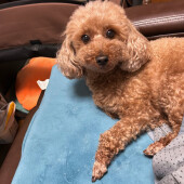 雷を怖がる犬に関するアンケート