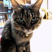 スリスリする猫に関するアンケート