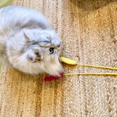 猫が助けを求める相手に関するアンケート