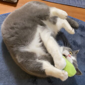 猫を撫でたときの反応の違いに関するアンケート