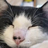 愛猫との関係性の変化に関するアンケート
