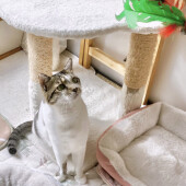 そばに座った時の猫の反応に関するアンケート