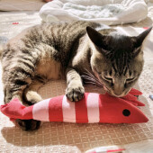 トイレ後にテンションの上がる猫に関するアンケート