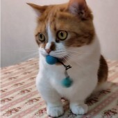 猫の夏の寝床に関するアンケート
