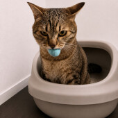 気分を変える猫に関するアンケート