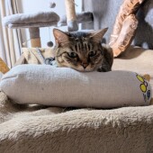 猫の好きな爪とぎに関するアンケート