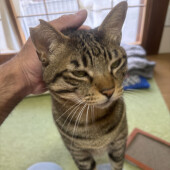 窓辺好きな猫に関するアンケート