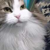 猫の爪切りのお悩みに関するアンケート