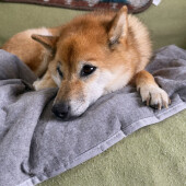 愛犬の介護で大変だったお世話に関するアンケート