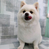 愛犬の介護の始まりに関するアンケート
