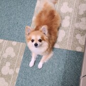 犬が体の一部を飼い主さんにくっつける行動に関するアンケート