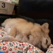 隠れる犬に関するアンケート