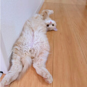 来客・生活変化後の猫の体調に関するアンケート